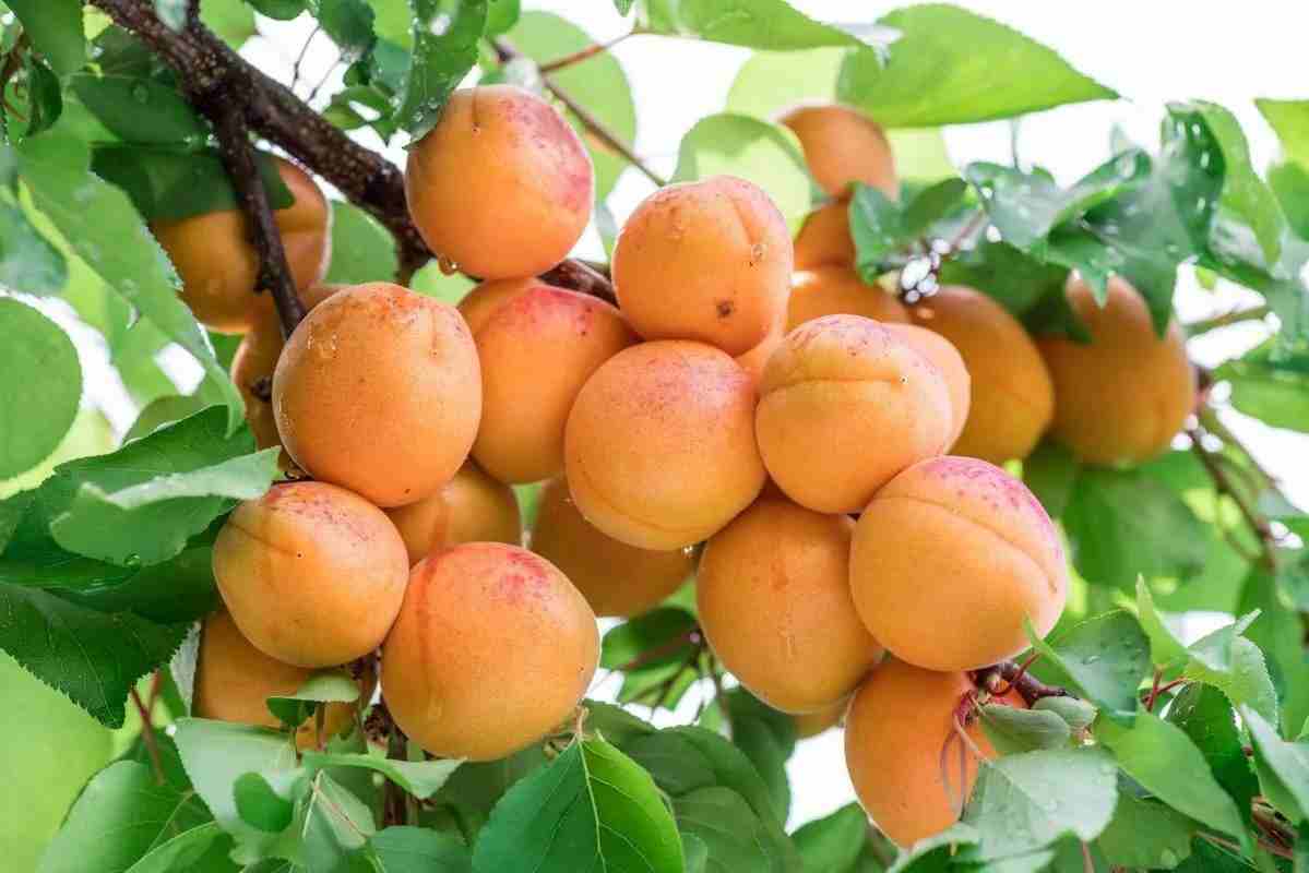 قیسی محلی با رنگ طبیعی و کیفیت ماندگار